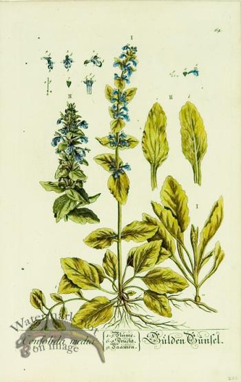 Blackwell German 038